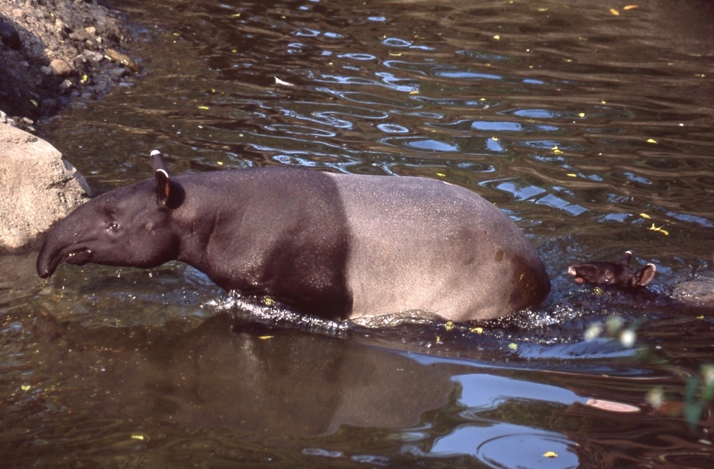 馬來貘-015.jpg 馬來貘-015.jpg