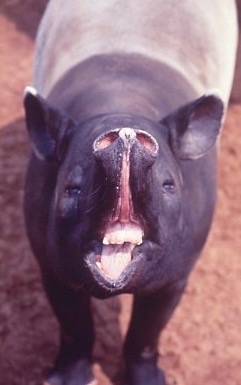 馬來貘-016.jpg 馬來貘-016.jpg