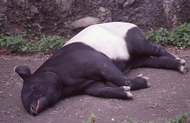 馬來貘-019.jpg 馬來貘-019.jpg