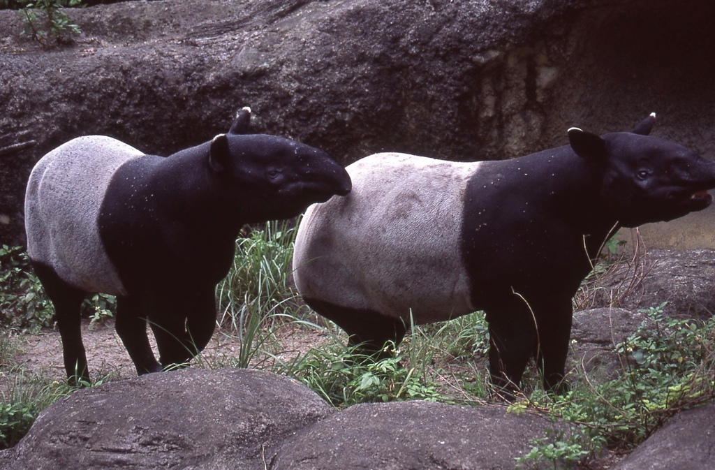 馬來貘-020.jpg 馬來貘-020.jpg