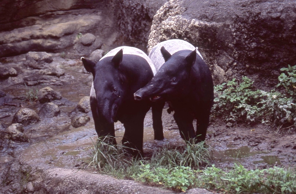 馬來貘-021.jpg 馬來貘-021.jpg