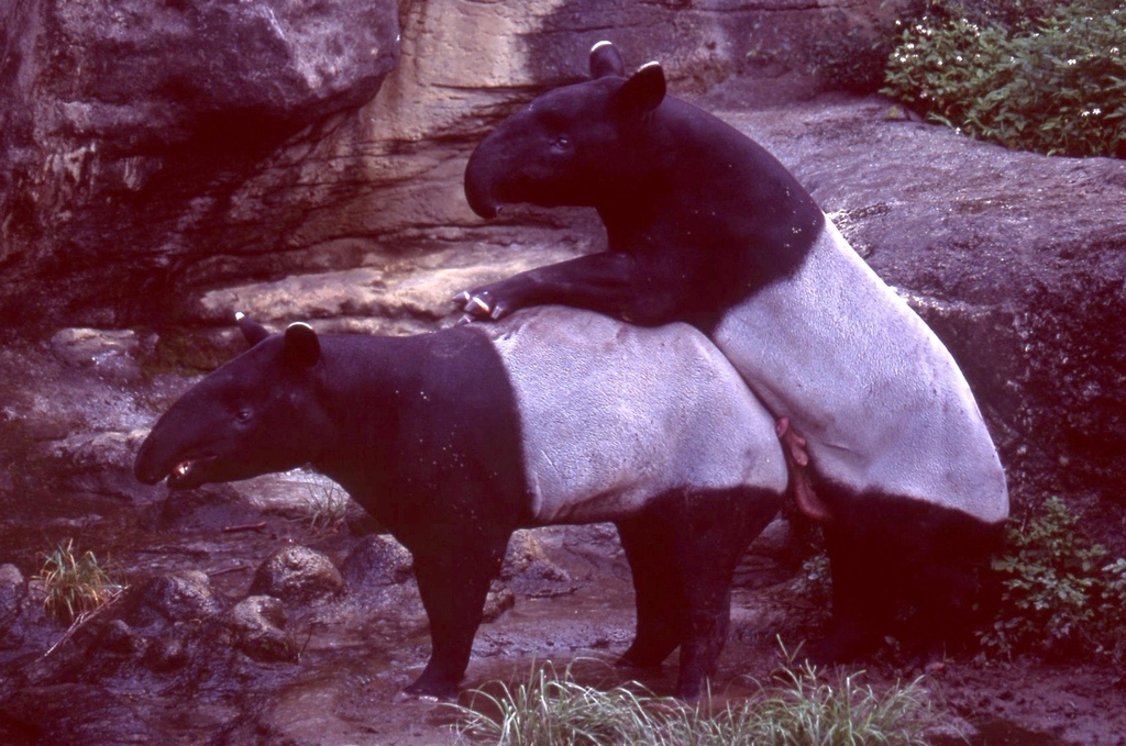 馬來貘-024.jpg 馬來貘-024.jpg