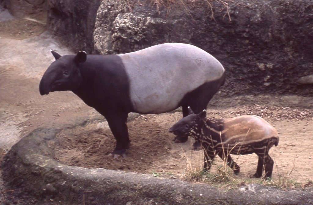 馬來貘-026.jpg 馬來貘-026.jpg