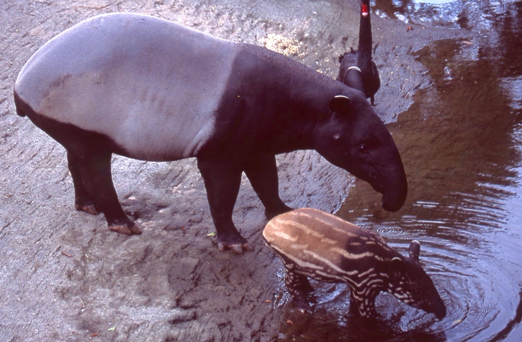 馬來貘-028.jpg 馬來貘-028.jpg