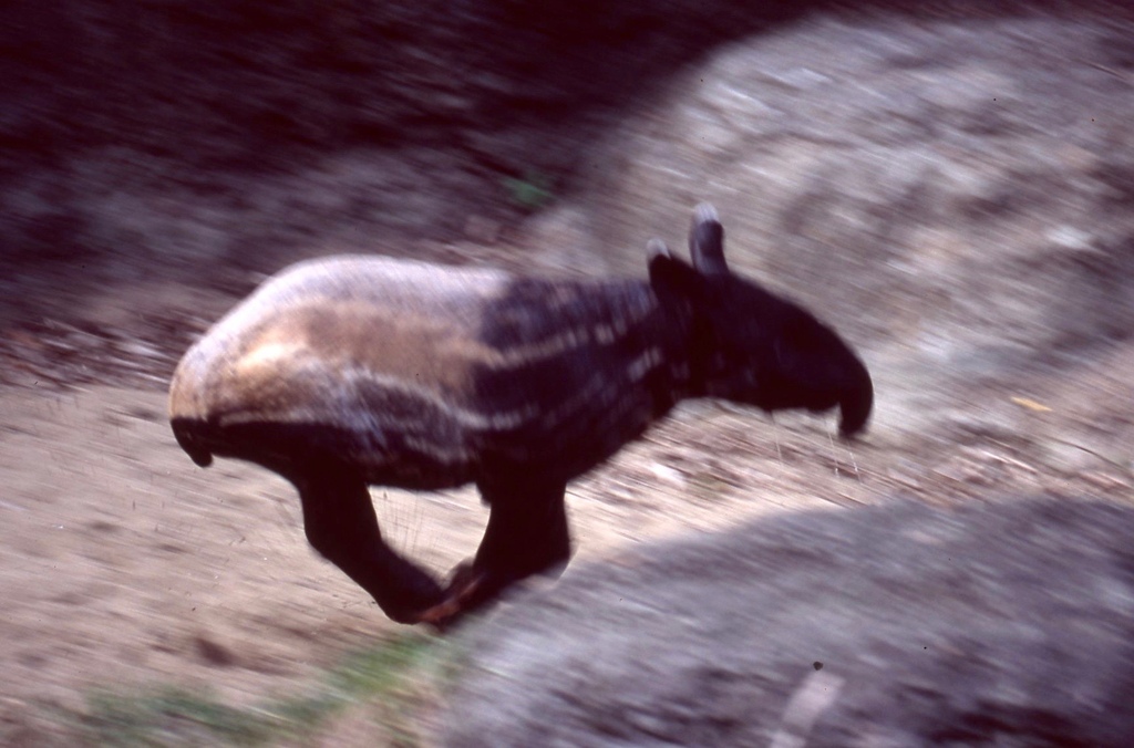 馬來貘-030.jpg 馬來貘-030.jpg