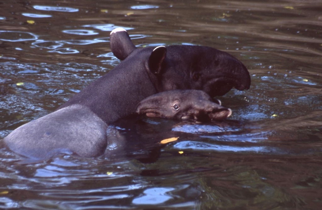 馬來貘-031.jpg 馬來貘-031.jpg