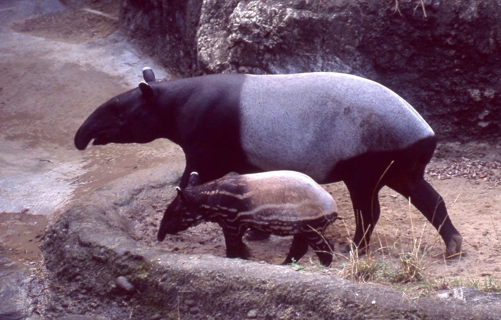 馬來貘-032.jpg 馬來貘-032.jpg