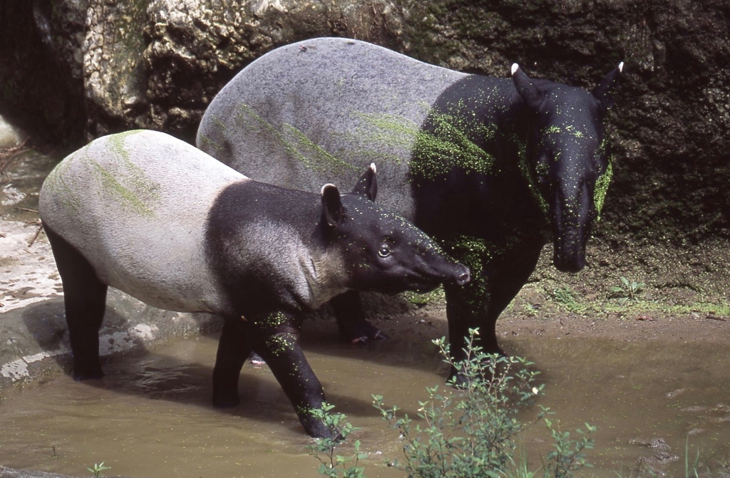 馬來貘-034.jpg 馬來貘-034.jpg