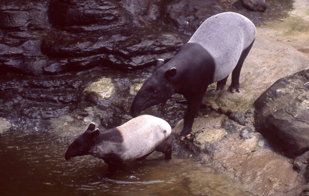 馬來貘-035.jpg 馬來貘-035.jpg