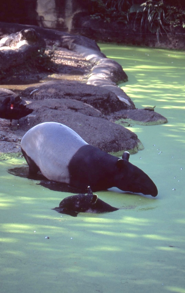 馬來貘-036.jpg 馬來貘-036.jpg