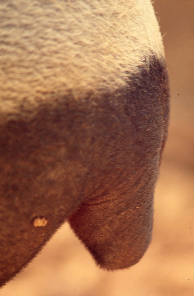 馬來貘-037.jpg 馬來貘-037.jpg