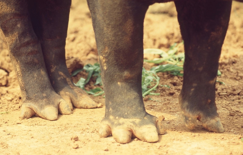 馬來貘-038.jpg 馬來貘-038.jpg