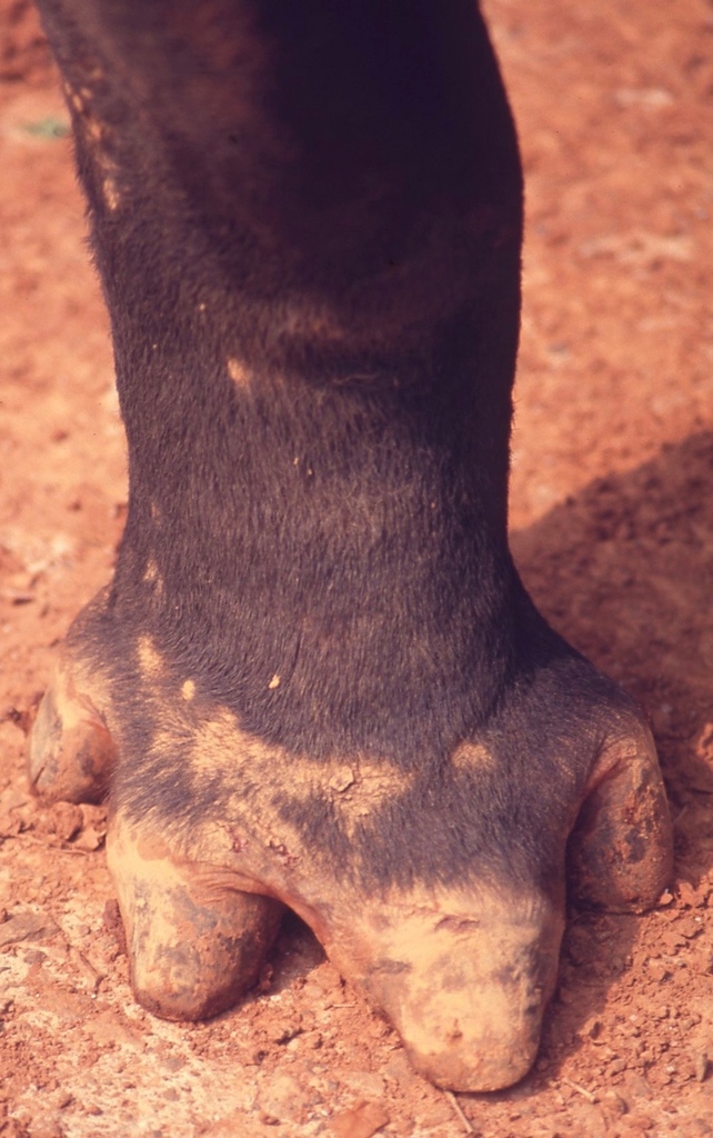 馬來貘-039.jpg 馬來貘-039.jpg