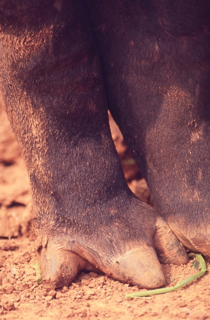 馬來貘-040.jpg 馬來貘-040.jpg