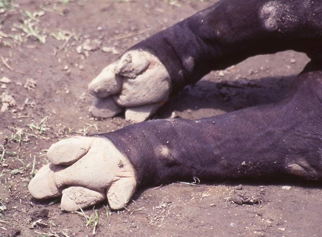 馬來貘-041.jpg 馬來貘-041.jpg