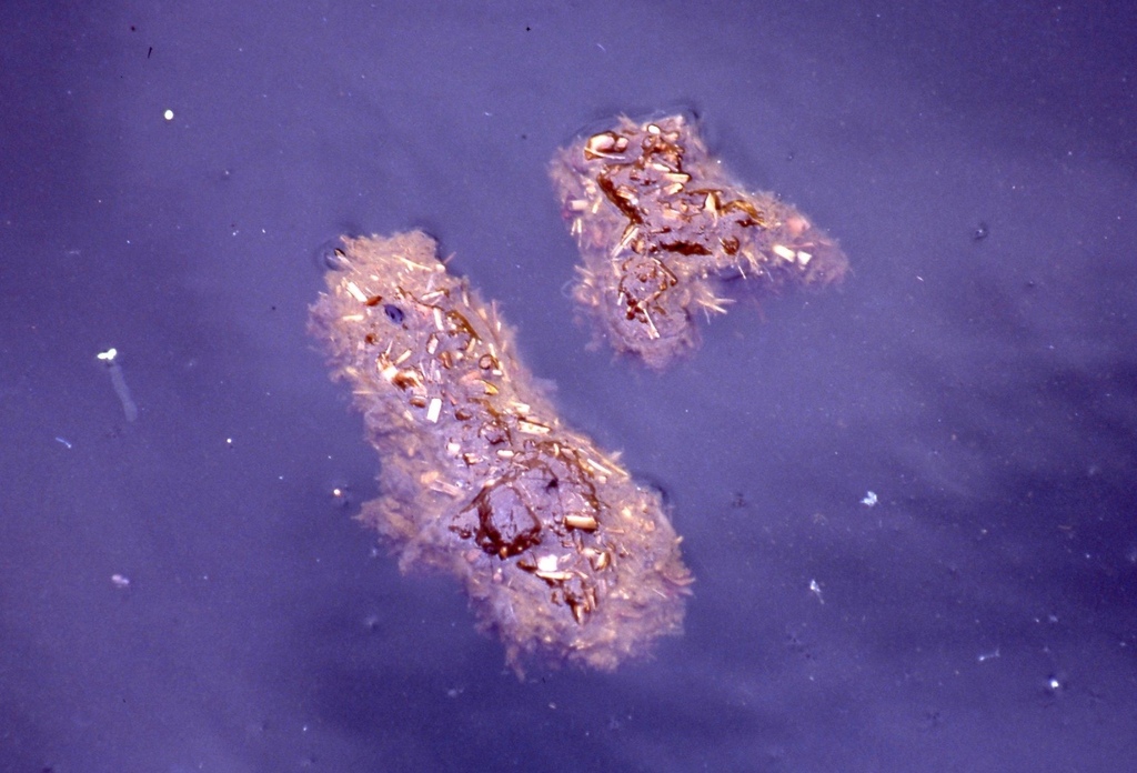 馬來貘-042.jpg 馬來貘-042.jpg