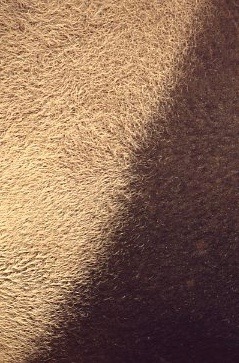 馬來貘-043.jpg 馬來貘-043.jpg