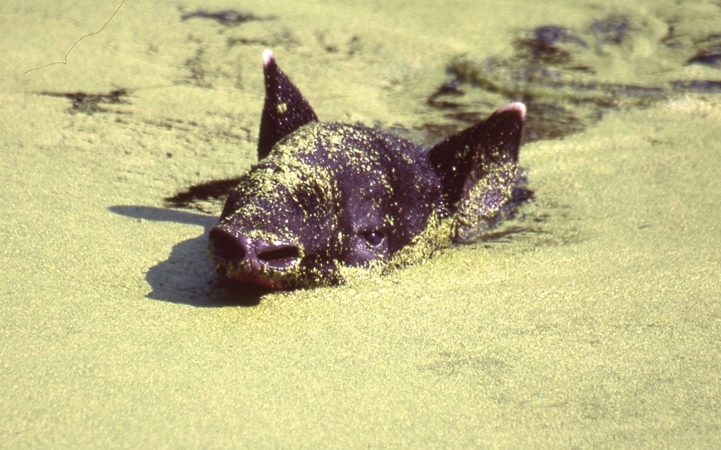 馬來貘-044.jpg 馬來貘-044.jpg