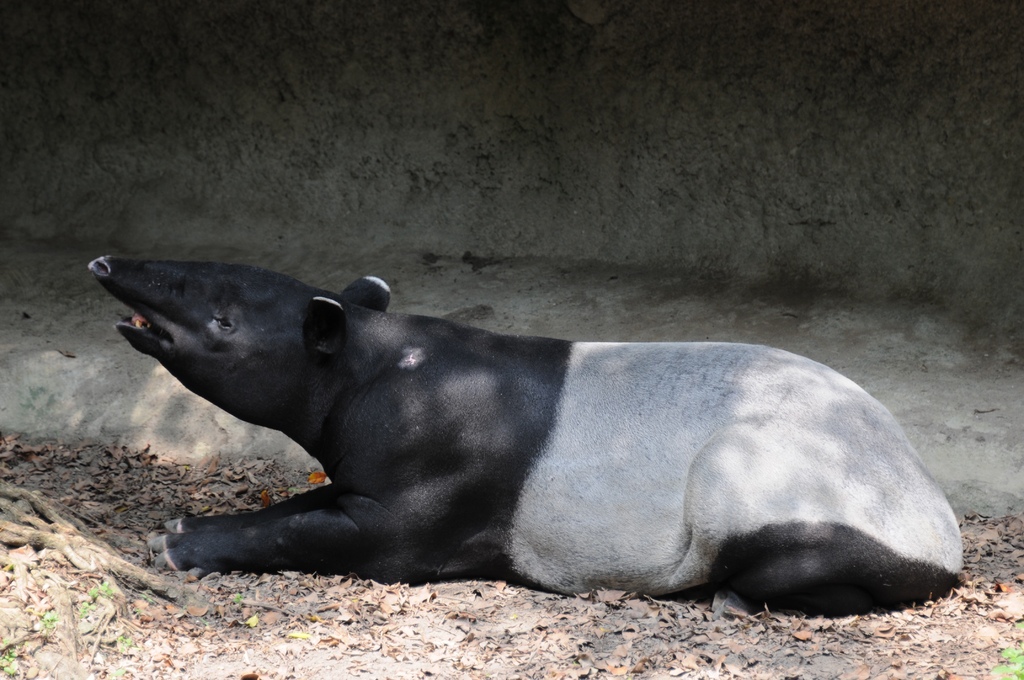 馬來貘0002.jpg 馬來貘0002.jpg