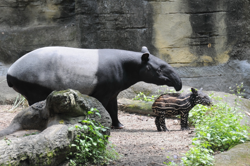 馬來貘0048.jpg 馬來貘0048.jpg