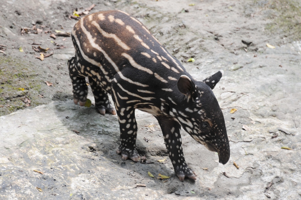 馬來貘0034.jpg 馬來貘0034.jpg