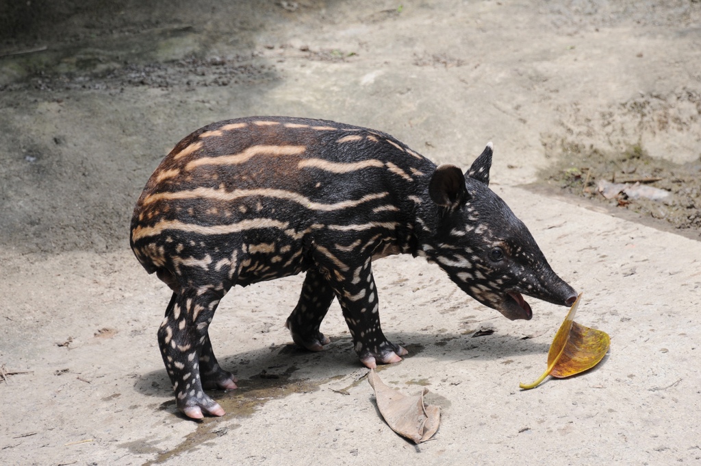 馬來貘0041g.jpg 馬來貘0041g.jpg