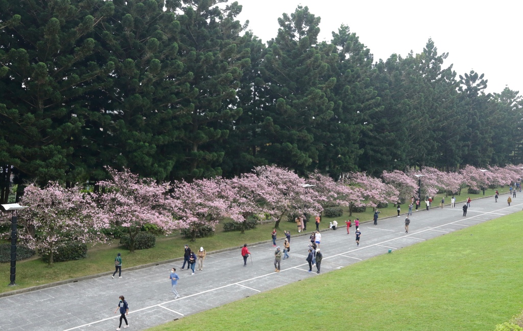 中正紀念堂 大漁櫻盛開 三軍儀隊操槍表演 樹葡萄開花