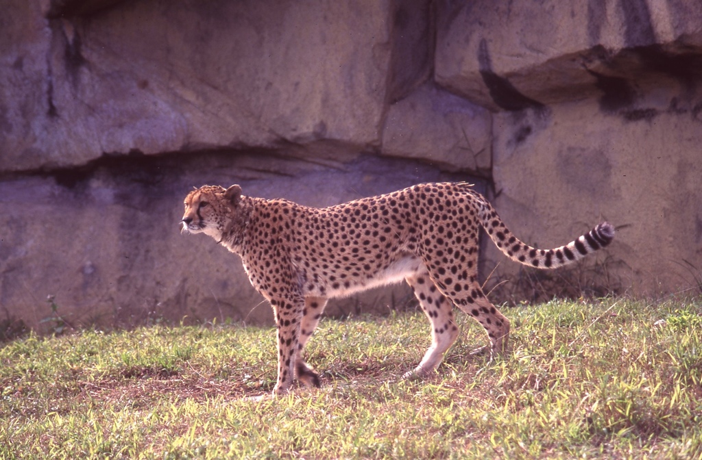 獵豹 Cheetah 比狗酷的狩獵夥伴 世界百米短跑冠軍 世