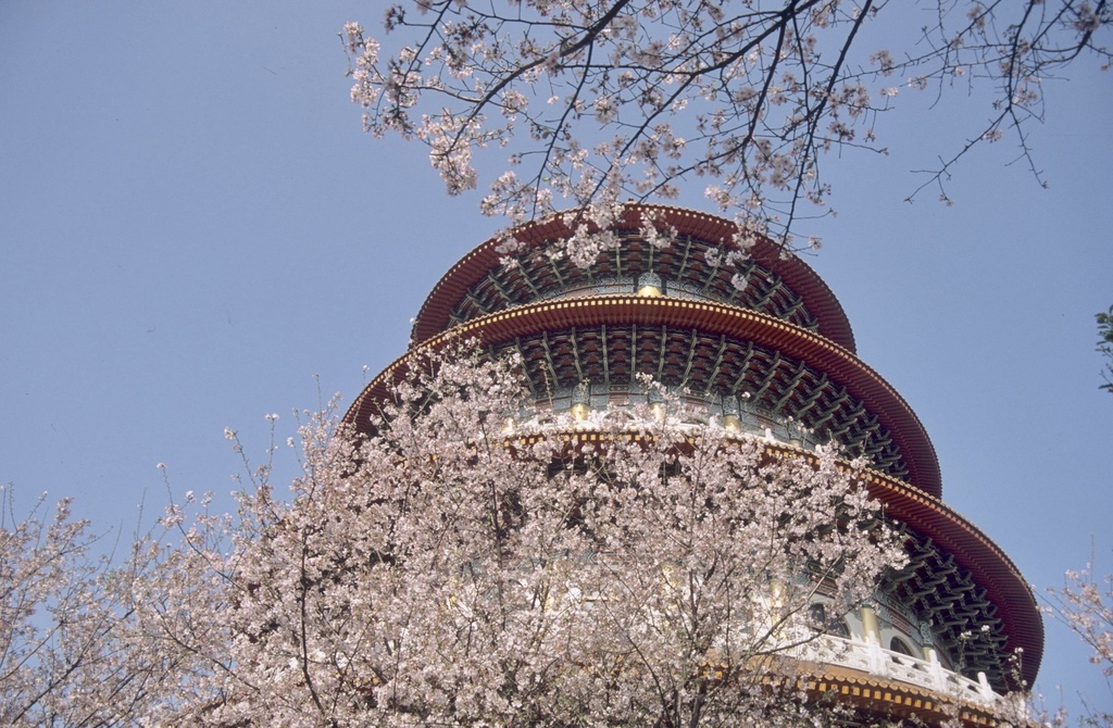 全台最美寺廟櫻花 淡水天元宮 吉野櫻