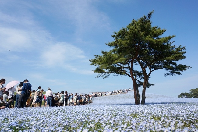 茨城 国営ひたち海浜公園 海天一色 藍色粉蝶花 世界十大浪漫花海 綠桃子の樂活誌 痞客邦 茨城 国営ひたち海浜公園 海天一色 藍色粉蝶花 世界十大浪漫花海 綠桃子の樂活誌 痞客邦