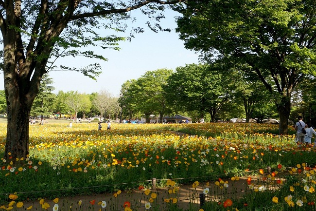 東京 国営昭和記念公園 睛艷冰島罌粟花海 Iceland Poppy 綠桃子の樂活誌 痞客邦 東京 国営昭和記念公園 睛艷冰島罌粟花海 Iceland Poppy 綠桃子の樂活誌 痞客邦