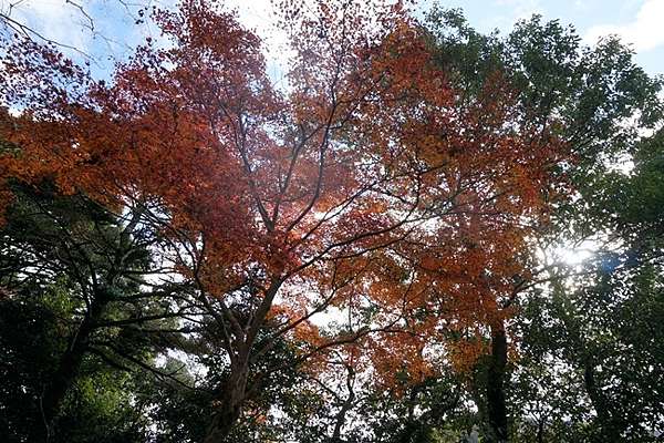 滋賀 永源寺 湖東三山交通 秋季限定もみじきっぷ紅葉周遊一日券 綠桃子の樂活誌 痞客邦