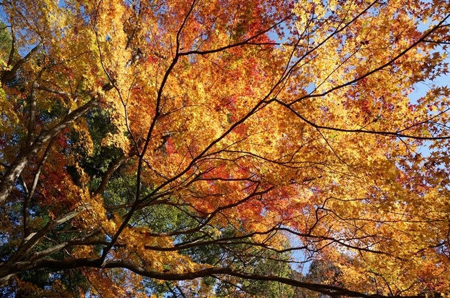 湖東三山 金剛輪寺 血染めのもみじ 血染的紅葉 睛豔紅葉參道 綠桃子の樂活誌 痞客邦