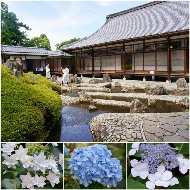 綠桃子 雪花台湾