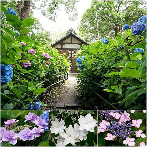 京都 藤森神社 伏見墨染紫陽花名所 神馬守護祈求勝運神社 綠桃子の樂活誌 痞客邦