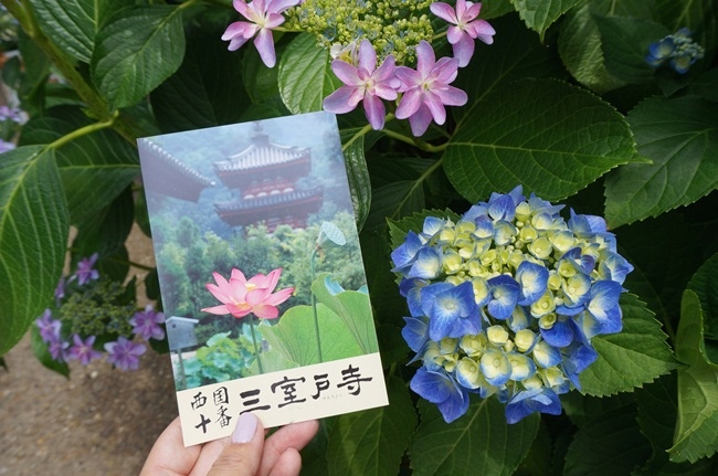 京都 宇治 三室戶寺 萬株繡球花爭艷 京都第一紫陽花名所 綠桃子の樂活誌 痞客邦