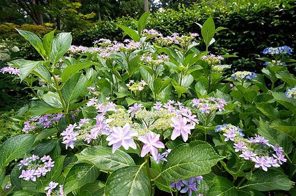 京都 宇治 三室戶寺 萬株繡球花爭艷 京都第一紫陽花名所 綠桃子の樂活誌 痞客邦