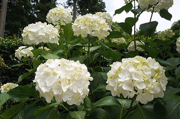 京都 宇治 三室戶寺 萬株繡球花爭艷 京都第一紫陽花名所 綠桃子の樂活誌 痞客邦