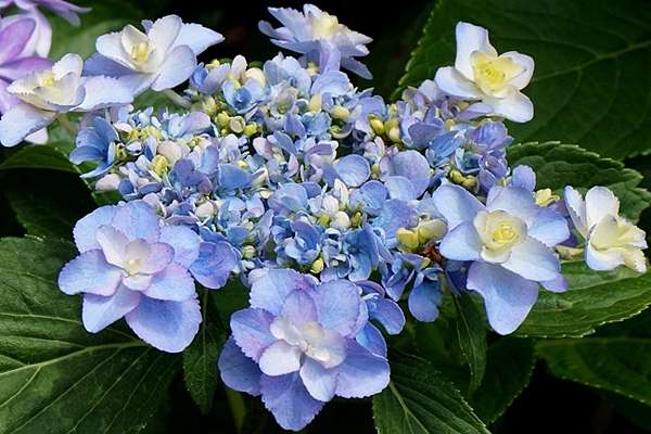 京都 宇治 三室戶寺 萬株繡球花爭艷 京都第一紫陽花名所 綠桃子の樂活誌 痞客邦