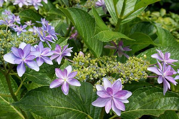京都 宇治 三室戶寺 萬株繡球花爭艷 京都第一紫陽花名所 綠桃子の樂活誌 痞客邦