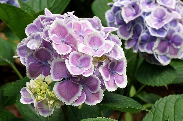 京都 宇治 三室戶寺 萬株繡球花爭艷 京都第一紫陽花名所 綠桃子の樂活誌 痞客邦