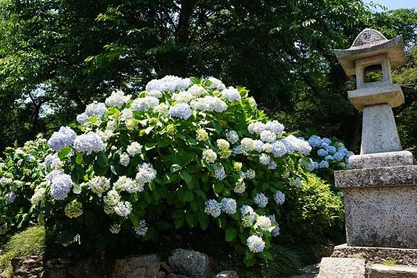 關西 奈良 矢田寺 花團錦簇絕美繡球花海 奈良紫陽花名所 綠桃子の樂活誌 痞客邦 關西 奈良 矢田寺 花團錦簇絕美繡球花海 奈良紫陽花名所 綠桃子の樂活誌 痞客邦