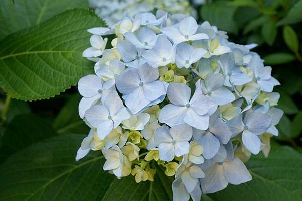 關西 奈良 矢田寺 花團錦簇絕美繡球花海 奈良紫陽花名所 綠桃子の樂活誌 痞客邦 關西 奈良 矢田寺 花團錦簇絕美繡球花海 奈良紫陽花名所 綠桃子の樂活誌 痞客邦