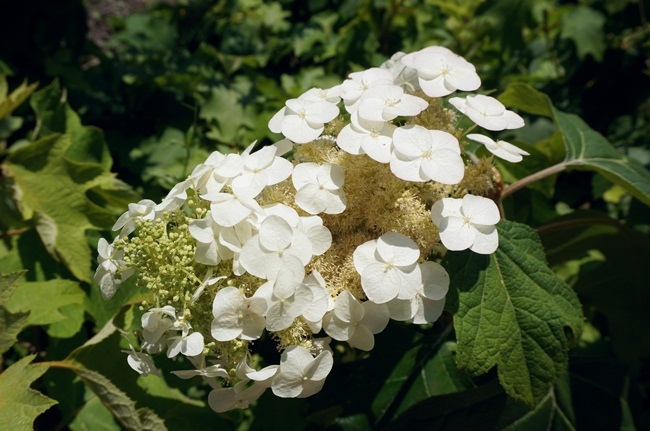 關西 奈良 矢田寺 花團錦簇絕美繡球花海 奈良紫陽花名所 綠桃子の樂活誌 痞客邦 關西 奈良 矢田寺 花團錦簇絕美繡球花海 奈良紫陽花名所 綠桃子の樂活誌 痞客邦