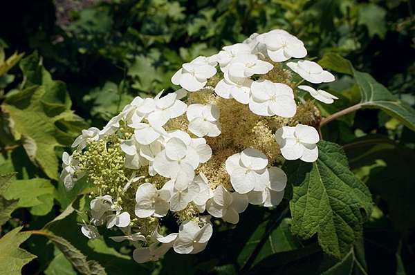 關西 奈良 矢田寺 花團錦簇絕美繡球花海 奈良紫陽花名所 綠桃子の樂活誌 痞客邦 關西 奈良 矢田寺 花團錦簇絕美繡球花海 奈良紫陽花名所 綠桃子の樂活誌 痞客邦