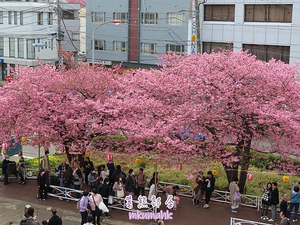 [遊記] 日本東京 ‧ 三浦海岸 ‧ 伊豆河津 ‧ 下田 ‧