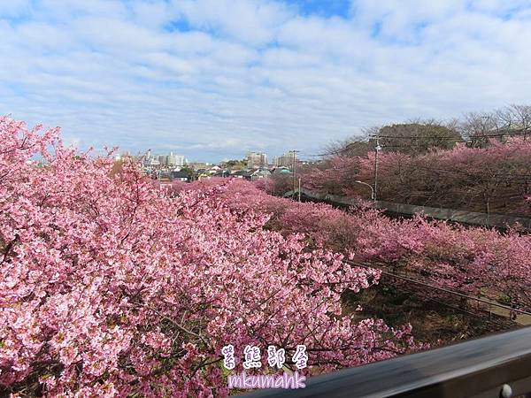 [遊記] 日本東京 ‧ 三浦海岸 ‧ 伊豆河津 ‧ 下田 ‧