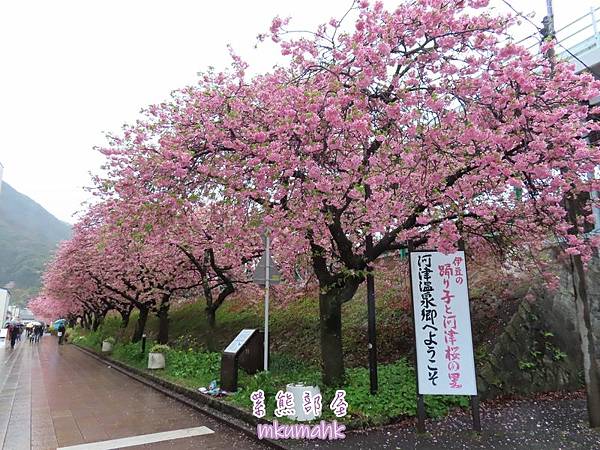 [遊記] 日本東京 ‧ 三浦海岸 ‧ 伊豆河津 ‧ 下田 ‧