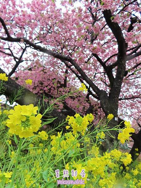 [遊記] 日本東京 ‧ 三浦海岸 ‧ 伊豆河津 ‧ 下田 ‧