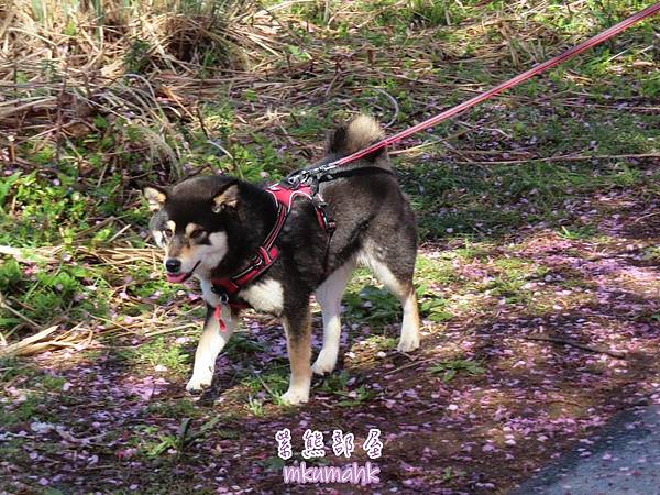 [遊記] 日本東京 ‧ 三浦海岸 ‧ 伊豆河津 ‧ 下田 ‧